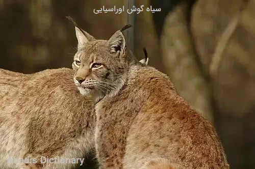 سیاه گوش اوراسیایی